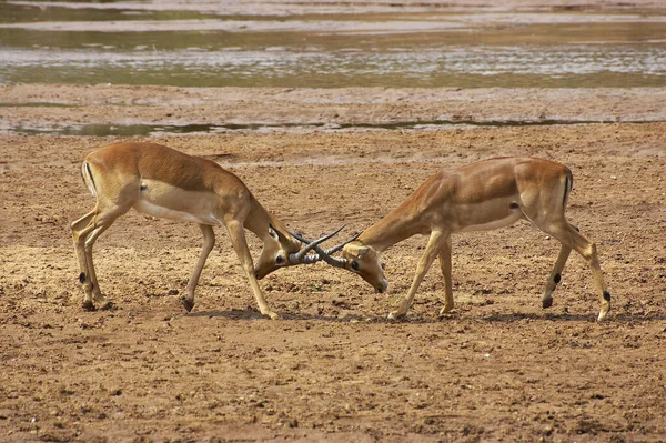 Impala Aepyceros Melampus Μάγκες Αγωνίζονται Masai Mara Park Στην Κένυα — Φωτογραφία Αρχείου