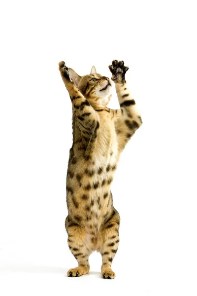 Brown Spotted Tabby Bengal Domestic Cat Erwachsene Spielen Auf Hinterbeinen — Stockfoto