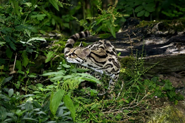 Margay Katze Leopardus Wiedi Erwachsene — Stockfoto