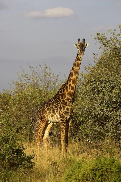 Rothschild Giraffe Jirafa Camelopardalis Rothschildi Hombre Pie Bush Masai Mara — Foto de Stock