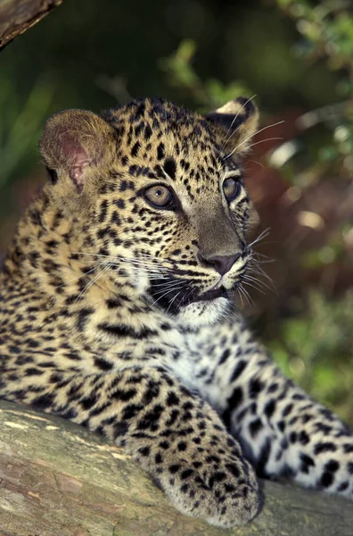 Leopardo Pantera Pardus Cucciolo Piedi Sul Ramo — Foto Stock