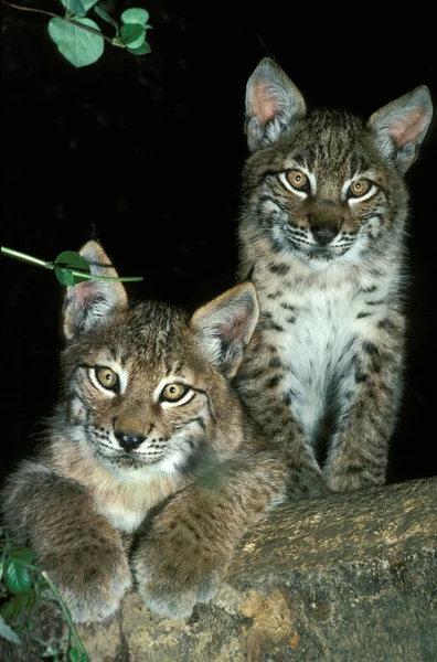 European Lynx Felis Lynx Cub Standing Branch — Stock Photo, Image