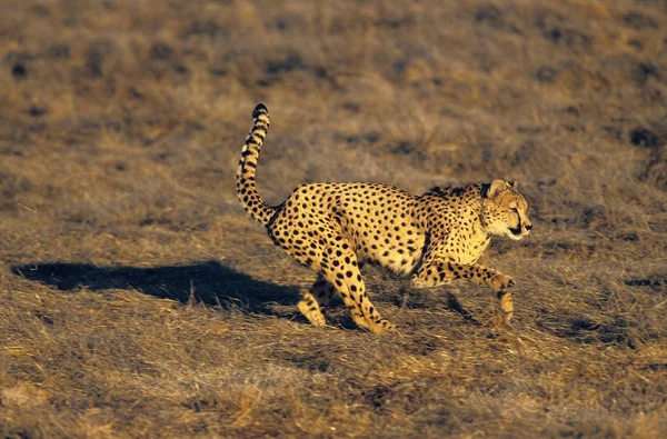 Çita Akinonyx Jubatus Yetişkin Avı Kenya Daki Masai Mara Parkı — Stok fotoğraf