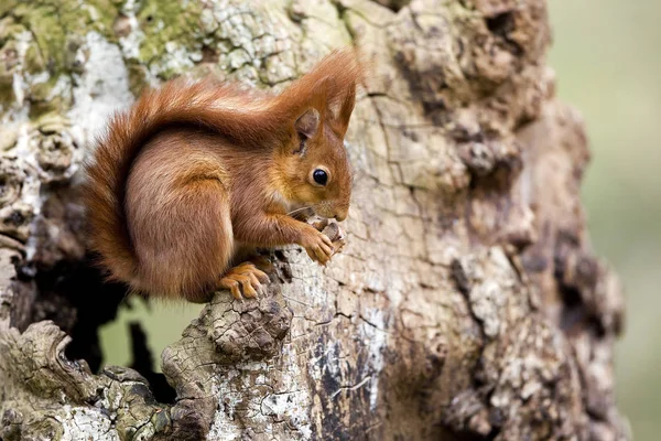 Esquilo Vermelho Sciurus Vulgaris Adulto Stump Comer Avelã Normandia — Fotografia de Stock