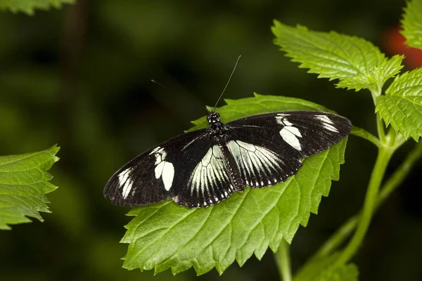 Africký Vlaštovčí Ocas Papilio Dardanus Motýl Stojící Listu — Stock fotografie