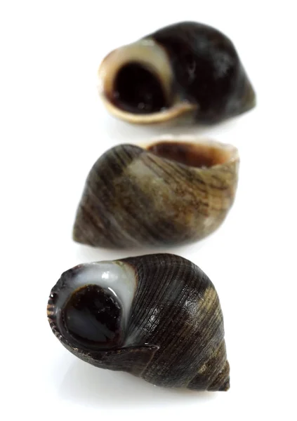 Κοινή Periwinkle Littorina Littorea Shell Κατά Λευκό Φόντο — Φωτογραφία Αρχείου