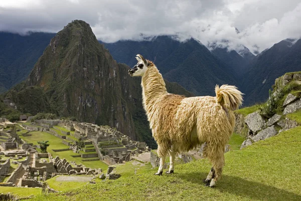 Lama Lama Glama Vuxen Inkas Förlorade Stad Machu Picchu Peru — Stockfoto