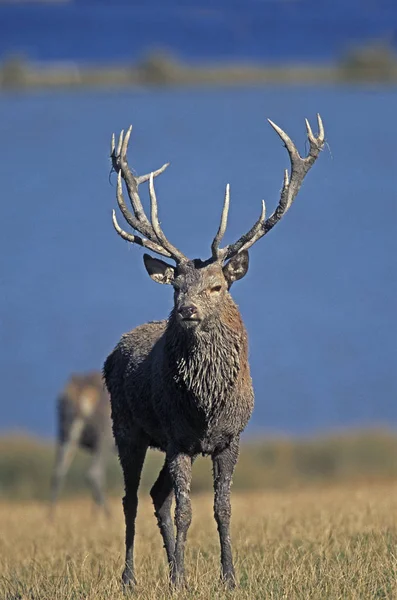 赤い鹿 上腕二頭筋 長い角を持つ男性 — ストック写真
