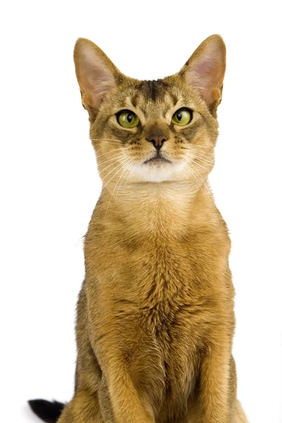Abyssinian Domestic Cat Portrait Adult White Background — 스톡 사진