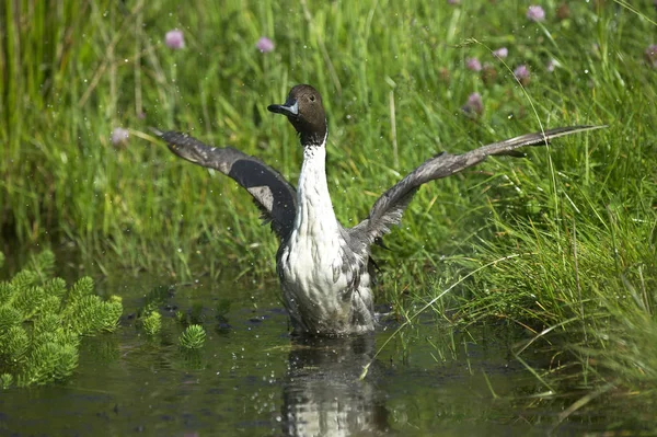 Βόρεια Pintail Anas Acuta Ενηλίκων Στο Νερό Απογείωση Νορμανδία — Φωτογραφία Αρχείου