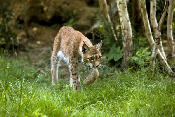 Sibiřský Lynx Lynx Lynx Wrangeli Dospělý Kráčí Trávě — Stock fotografie