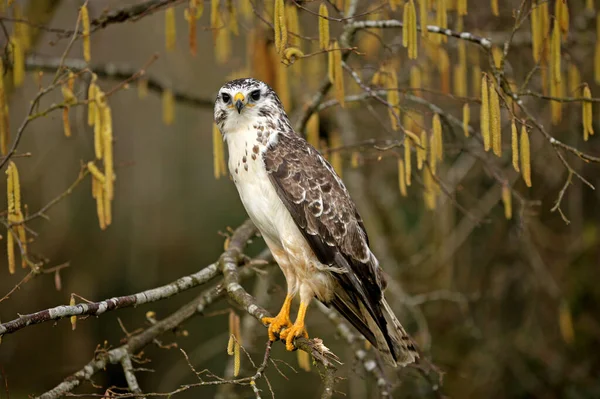 Buizerd Buteo Buteo Volwassen Tak Normandië — Stockfoto