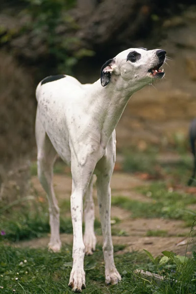 Greyhound Adulto Latido Fundo Natural — Fotografia de Stock
