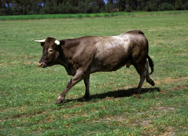 Bazadais Bydło Rasa Francuska Krowa Spacerująca Trawie — Zdjęcie stockowe