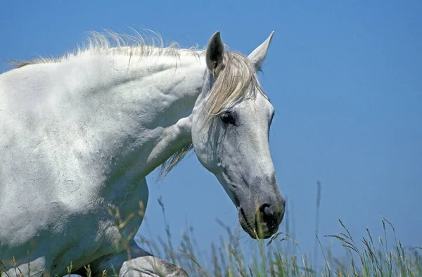 Lusitano Horse Portret Van Volwassen Tegen Blauwe Lucht — Stockfoto