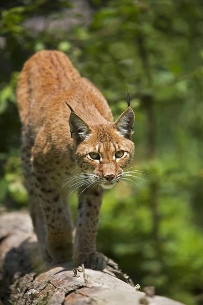 Sibiřský Lynx Lynx Lynx Wrangeli Dospělý Stojící Pobočce — Stock fotografie