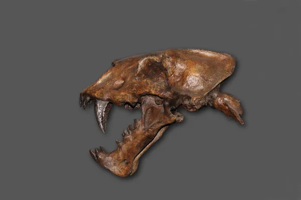 Scimitar Cat Koponyája Homotherium Szérum Saber Toothed Cat Eltűnt 000 — Stock Fotó