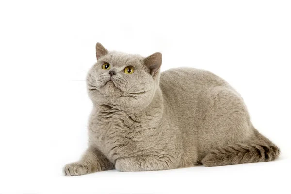 Lilac British Shorthair Domestic Cat Male Laying White Background — Stock Photo, Image