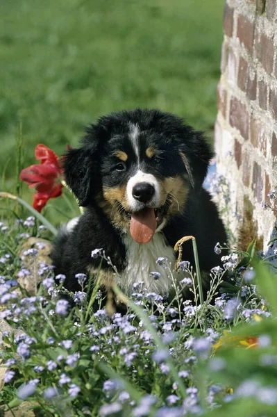 Bernese Mountain Dog Štěně Stojící Květinách — Stock fotografie