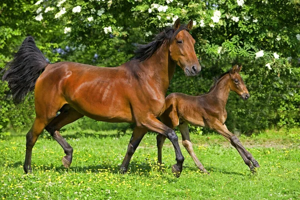 French Trotter Mare Foal Trotting Paddock Normandy — Stock fotografie
