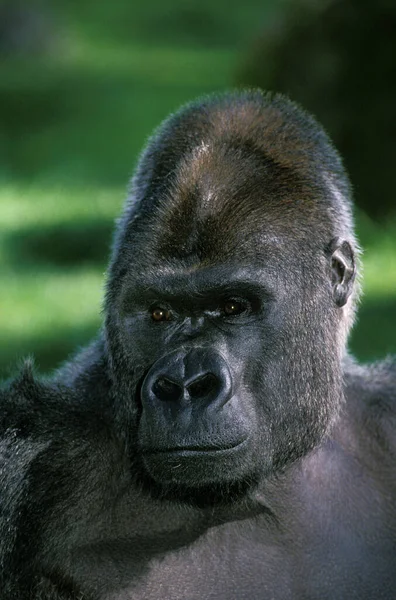 Eastern Lowland Gorille Gorilla Gorilla Grauer Portrait Male — Stock Photo, Image