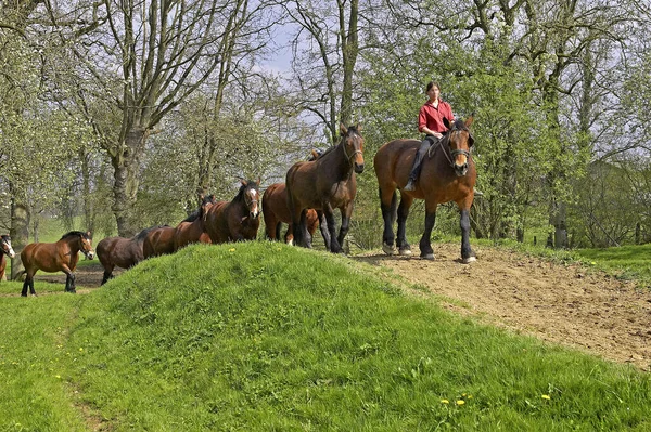 Cob Normand Horse Eine Zugpferderasse Aus Der Normandie — Stockfoto