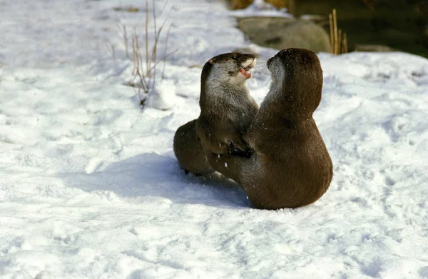 European Otter Lutra Lutra Vuxna Som Spelar Snow — Stockfoto