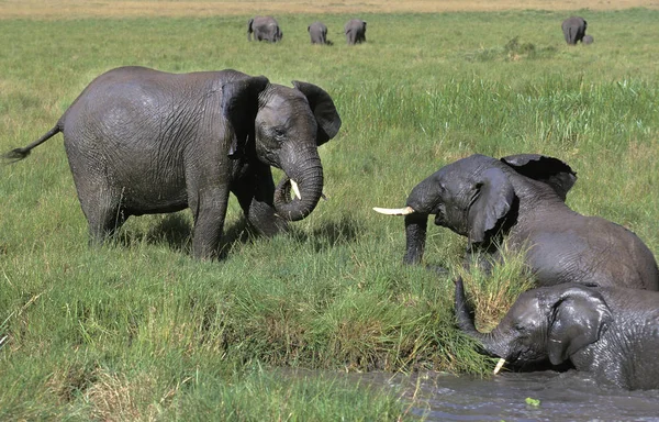 Elefante Africano Loxodonta Africana Grupo Que Tiene Baño Masai Mara —  Fotos de Stock