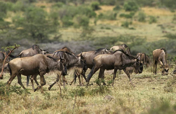 Blue Antilop Connochaetes Taurinus Göç Sırasında Herd Kenya Daki Masai — Stok fotoğraf