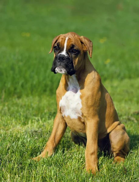 Boxer Dog Valpen Sitter Gräs — Stockfoto