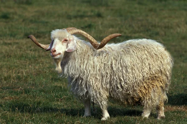 Angora Kecske Breed Termelő Mohair Gyapjú Billy Kecske Hosszú Szarvú — Stock Fotó