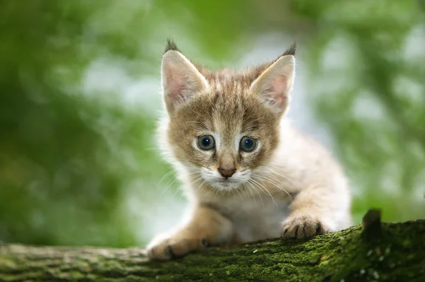 Jungle Cat Felis Chaus Cub Układanie Gałęzi — Zdjęcie stockowe