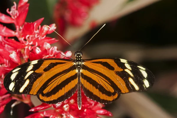 Eueides Papillon Eueides Isabella Nectar Cueillette Adulte Sur Fleur — Photo