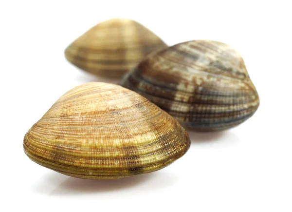 Clams Venerupis Fresh Shells White Background — Stock Photo, Image
