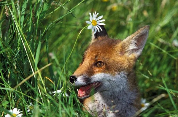 Red Fox Vulpes Vulpes Adulto Flower Normandia — Fotografia de Stock