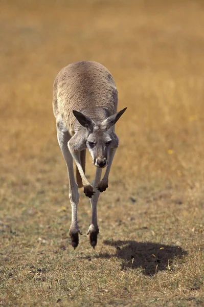 Rotes Känguru Makropus Rufus Erwachsene Springen — Stockfoto