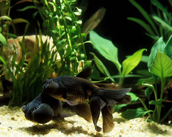 Bubble Eye Goldfish Carassius Auratus Aquarium Fishes — Stock fotografie