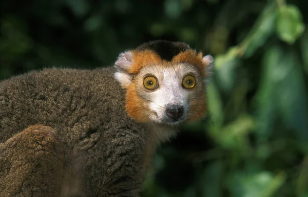 Lemur Coronado Eulemur Coronatus Retrato Adulto — Foto de Stock