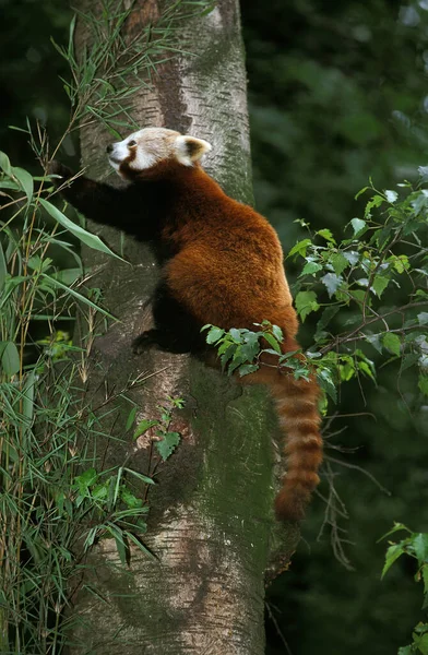 Red Panda Ailurus Fulgens Adult Standing Tree Trunk — стокове фото