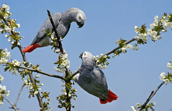 African Grey Parrot Psittacus Erithacus Adults Standing Blooming Tree — стокове фото