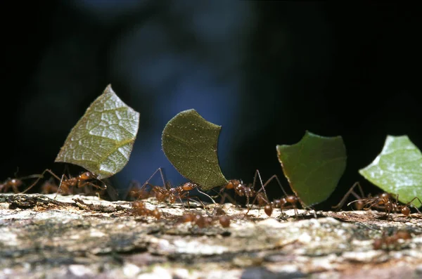 Coupe Feuilles Fourmi Atta Costa Rica — Photo