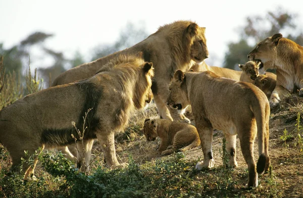 León Africano Panthera Leo Grupo Con Mujeres Hombres Cachorros Kenia —  Fotos de Stock