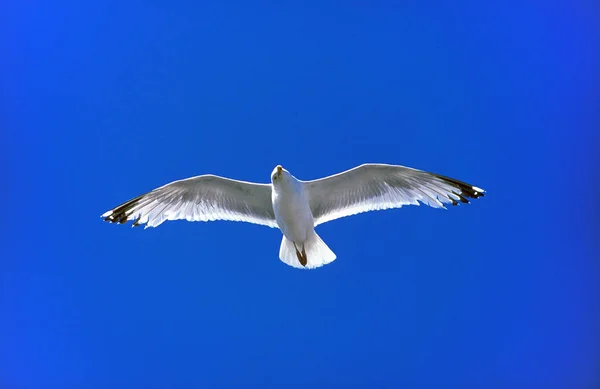 Herring Gull Larus Argentatus Ενηλίκων Στην Πτήση Βρετάνη Στη Γαλλία — Φωτογραφία Αρχείου