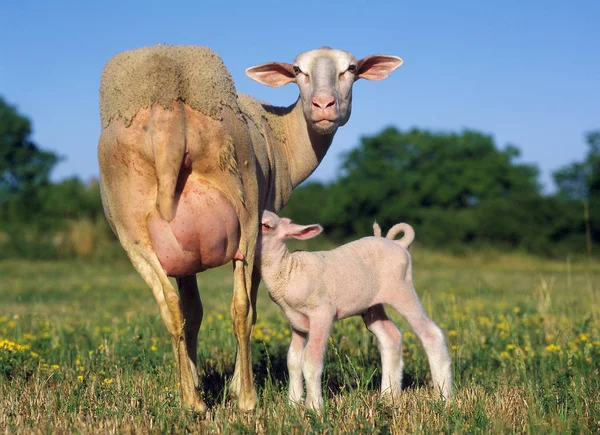 Domestic Sheep Ewe Lamb Suckling Standing Meadow — Stock Photo, Image