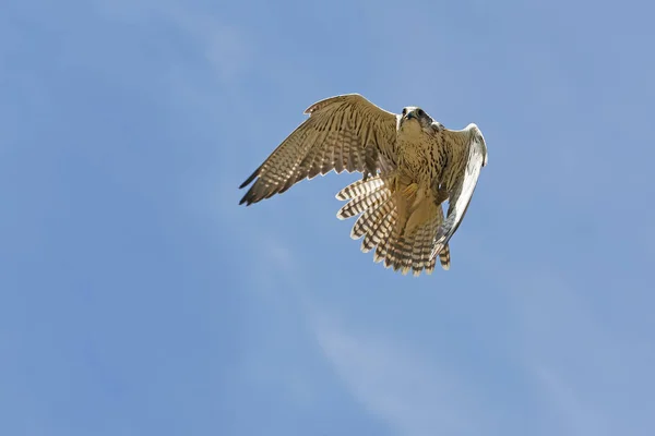 Saker Falcon Falco Cherrug Взрослый Полёте — стоковое фото