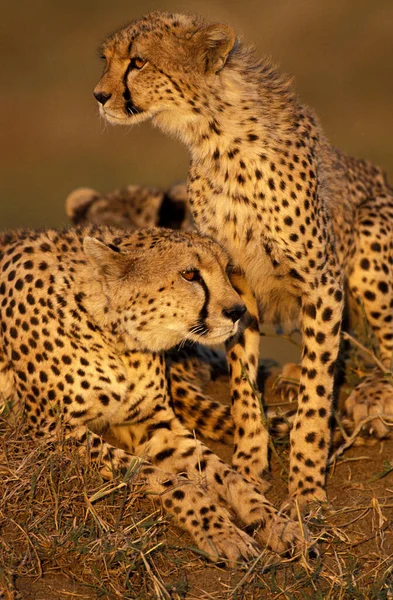Cheetah Acinonyx Jubatus Adultos Masai Mara Park Kenia — Foto de Stock