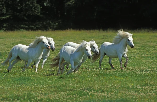 Shteland Pony Herde Galoppiert Durch Wiese — Stockfoto