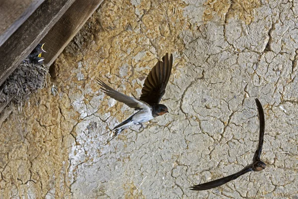 Hirondelle Rustique Hirundo Rustica Adultes Vol Nourrir Les Poussins Nid — Photo