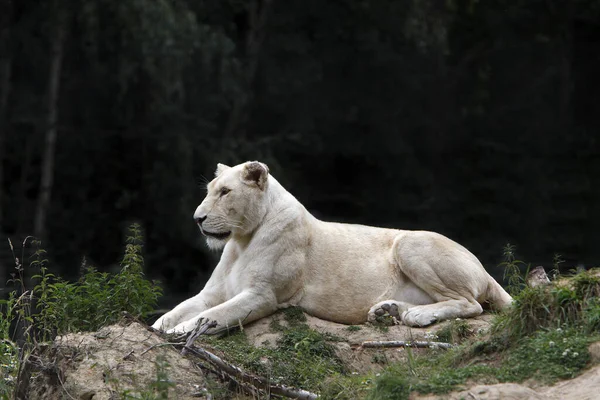 Biały Lew Panthera Leo Krugensis Kobieta Nieśmiała — Zdjęcie stockowe