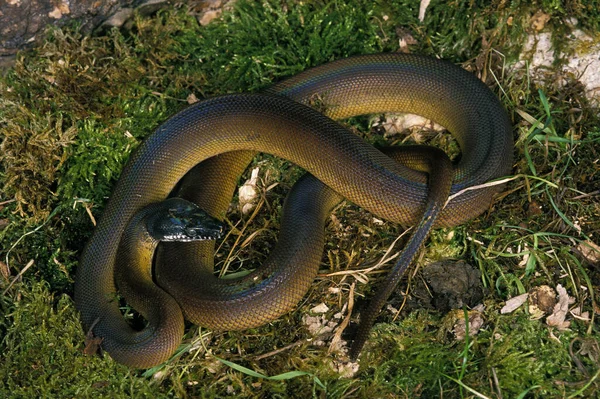 Vit Läpp Python Lias Albertisi Vuxen Stående Gräs — Stockfoto